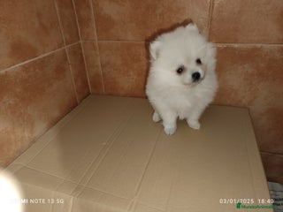 Pomerania perros en Badajoz - Anuncio 30