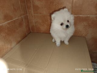 Pomerania perros Pomerania de Lulú blanca hembra en Badajoz - Anuncio 2