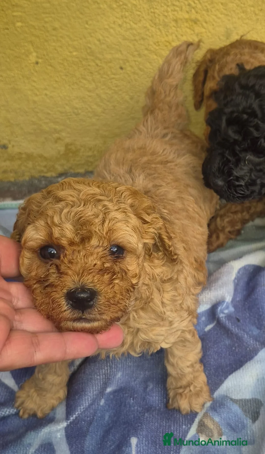 Caniche Toy perros en venta: Caniche toys  - Anuncio 4