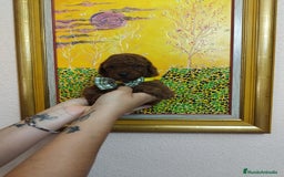 Caniche Toy perros en venta: CANICHE ROJO EXCLUSIVOS - Anuncio 3