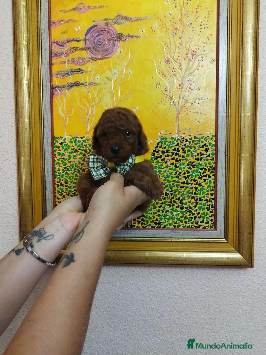 Caniche Toy perros en venta: CANICHE ROJO EXCLUSIVOS - Anuncio 3