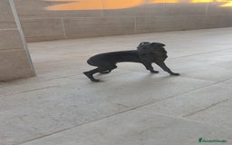 Pequeño Lebrel Italiano perros en venta: Pequeño lebrel Italiano macho  - Anuncio 2