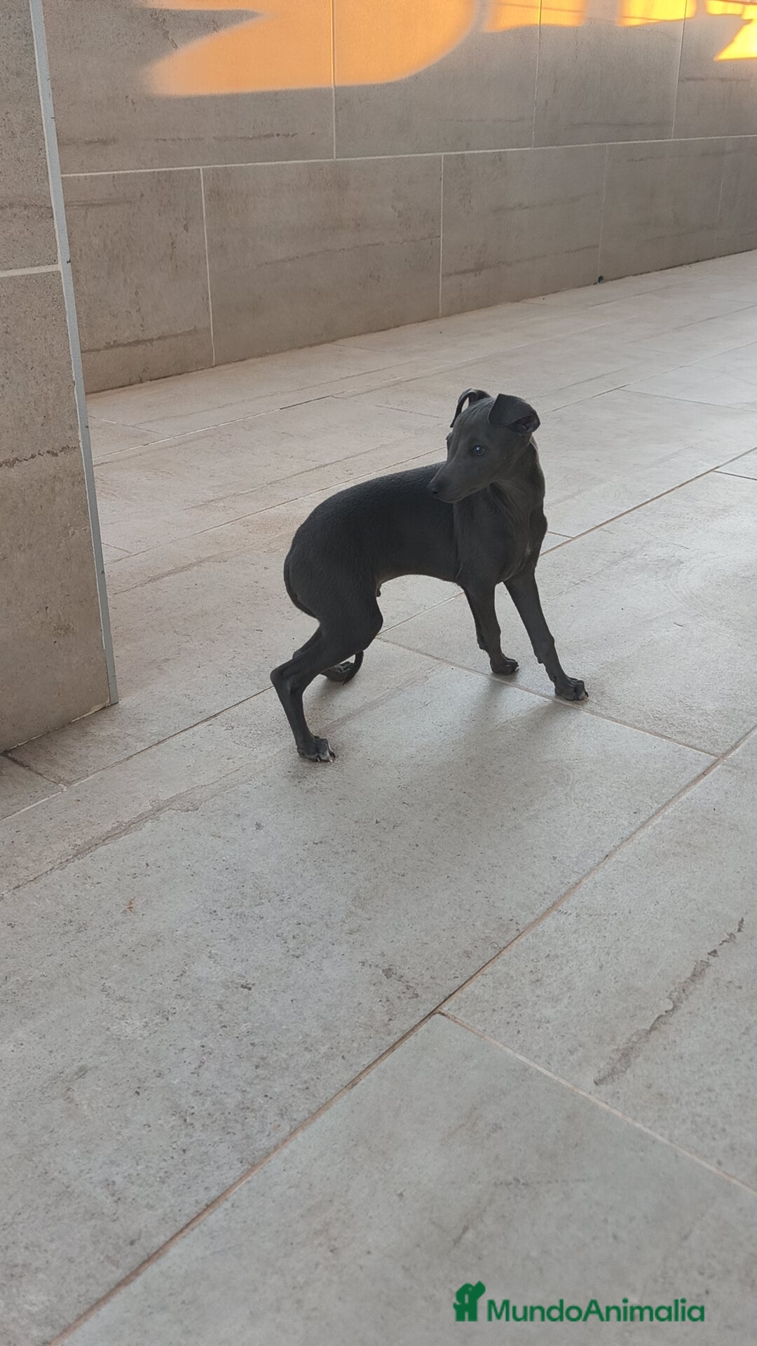 Pequeño Lebrel Italiano perros en venta: Pequeño lebrel Italiano macho  - Anuncio 2
