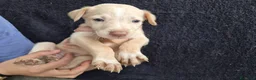 Podenco Andaluz perros en venta: Cachorros podenco andaluz puro - Anuncio 19