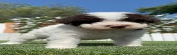 Perro de Agua Español perros en venta: PERRO DE AGUA ESPAÑOL - Anuncio 10