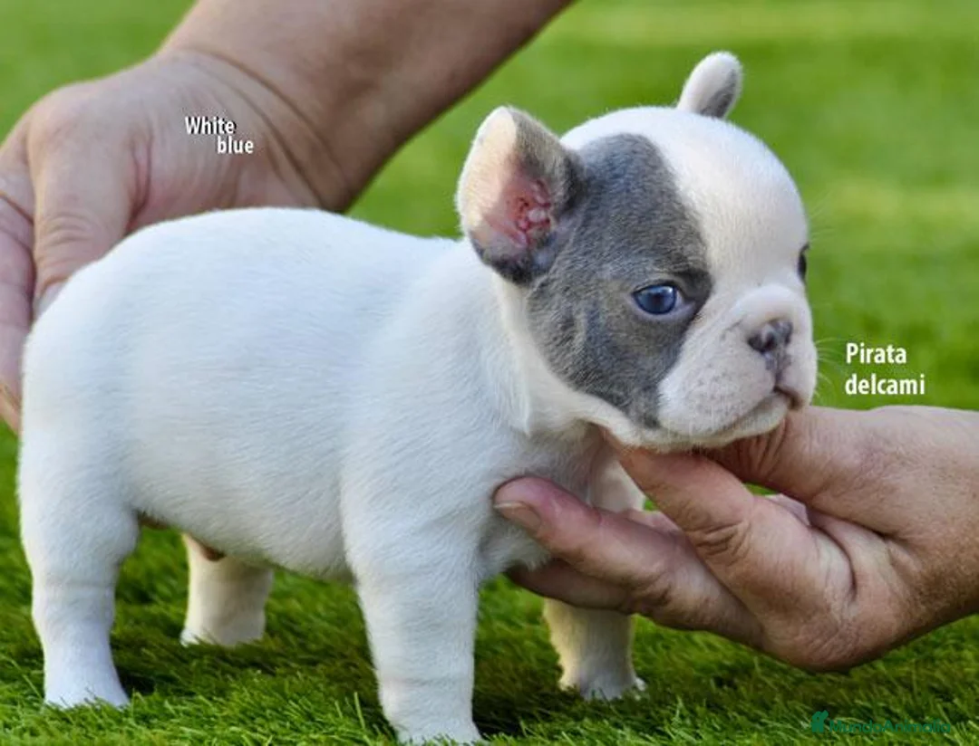 Bulldog Francés perros en venta: bulldog frances pirata - Anuncio 1