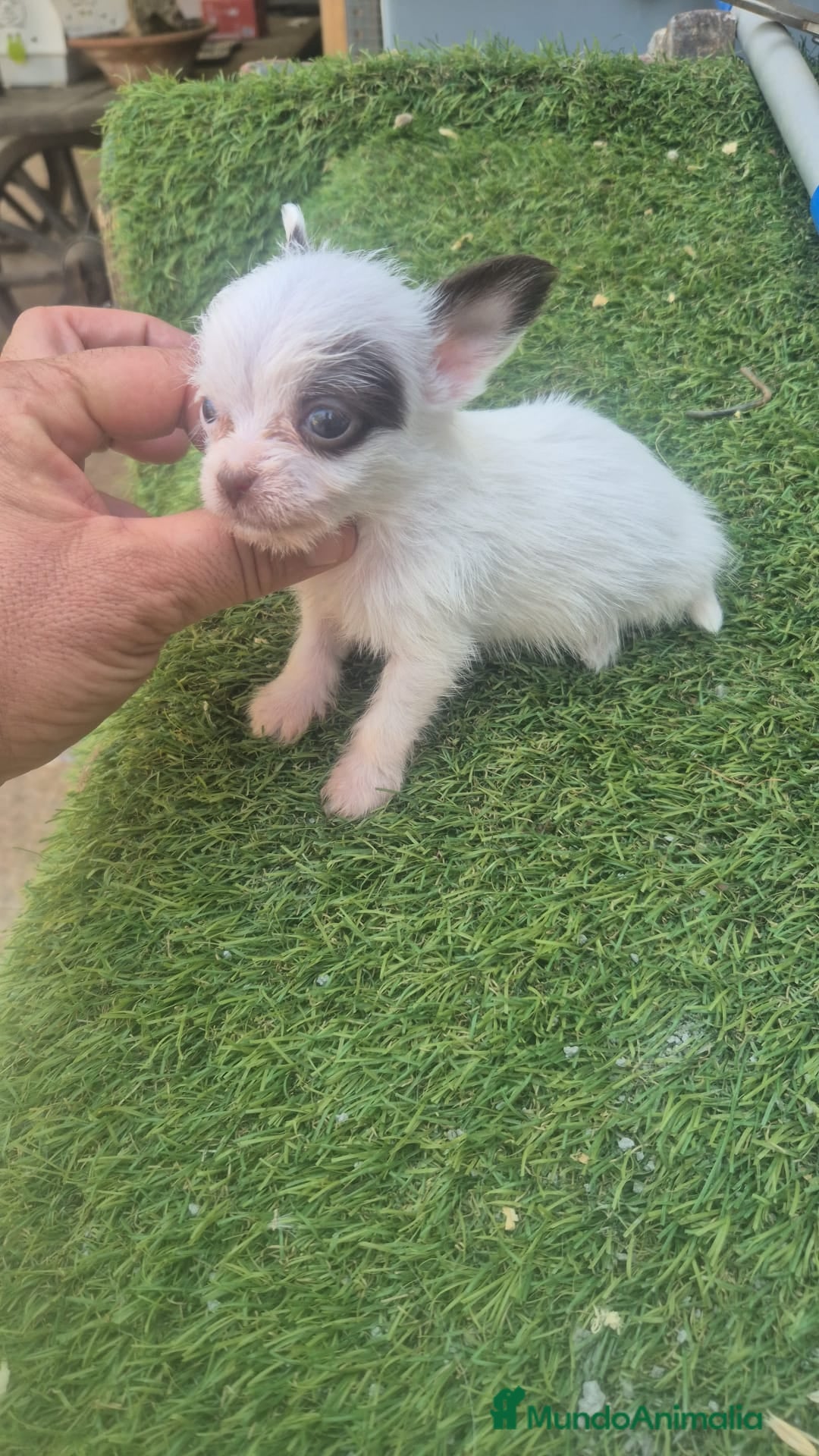 Raza Mixta perros Chorkie  - Anuncio 1