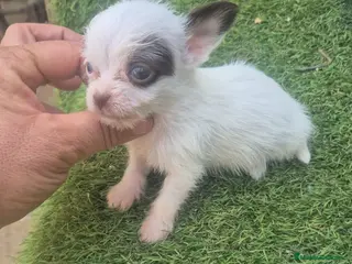 Raza Mixta perros Chorkie - Anuncio 2