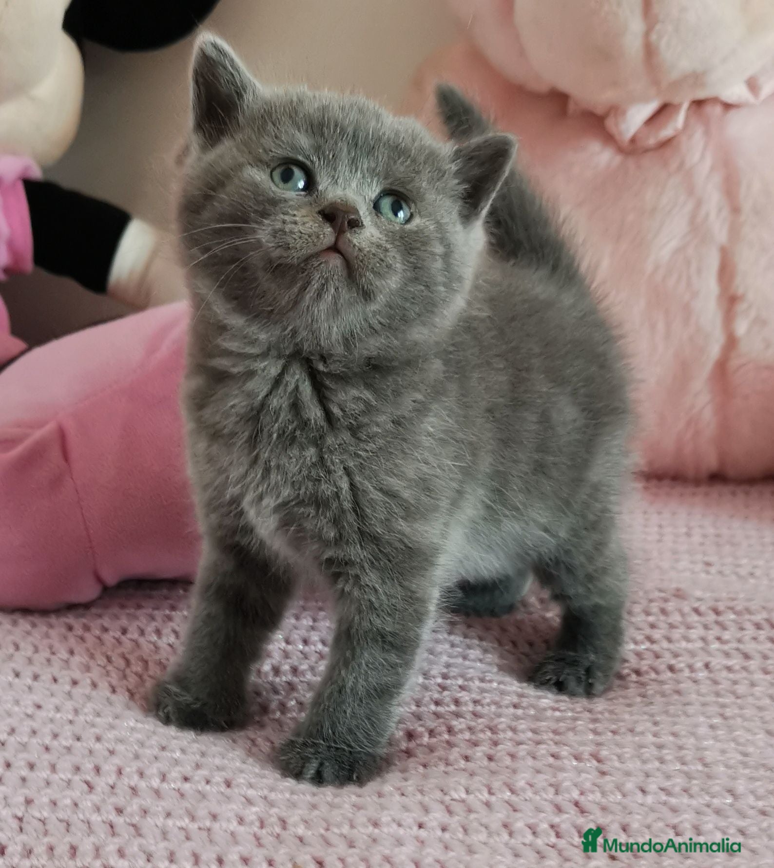 Británico de Pelo Corto Azul gatos Gato British Shorthair blue - Anuncio 1