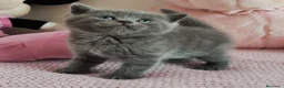 Británico de Pelo Corto Azul gatos en venta: Gato British Shorthair blue - Anuncio 1
