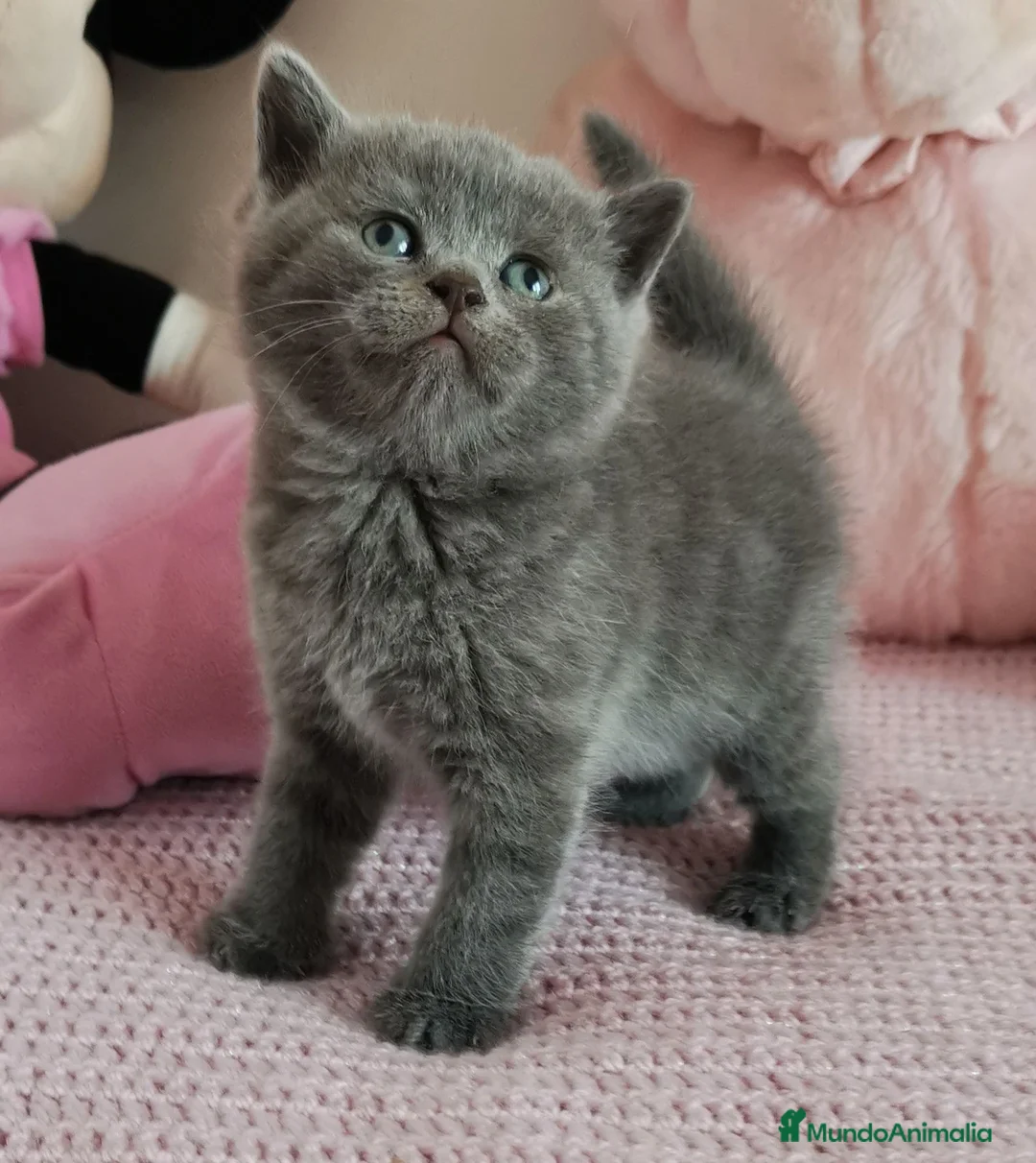 Británico de Pelo Corto Azul gatos en venta: Gato British Shorthair blue - Anuncio 1