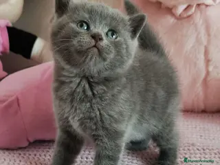 Británico de Pelo Corto Azul gatos en venta: Gato British Shorthair blue - Anuncio 1