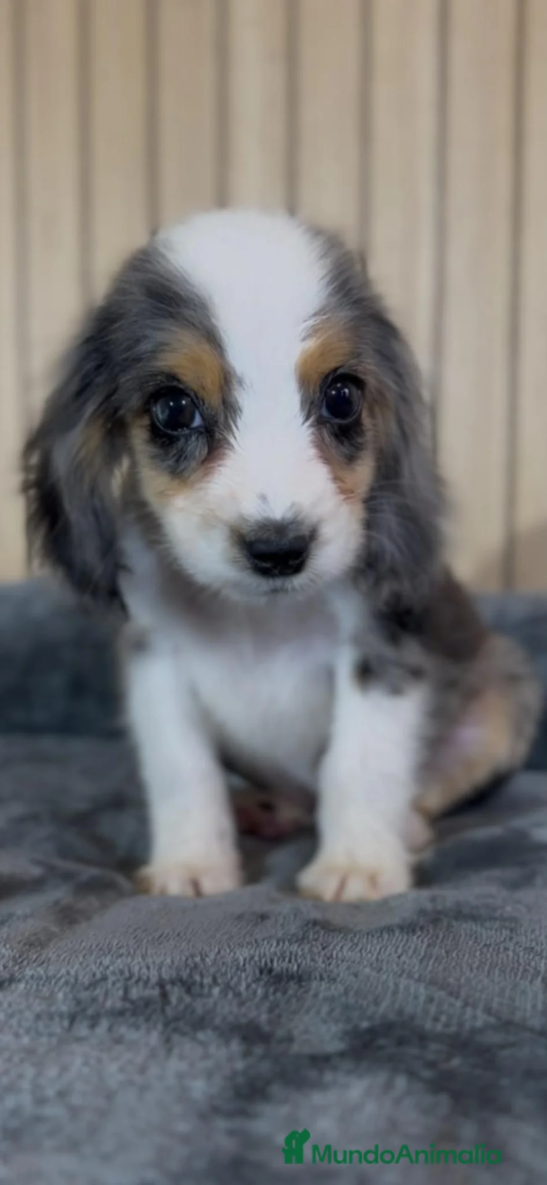 Cocker Spaniel Americano perros en venta: Cocker merle plata - Anuncio 1