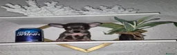 Chihuahua perros en venta: Chihuahua blue  - Anuncio 7