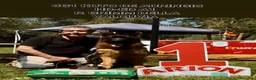 Pastor Alemán perros en venta: Cachorros pastor aleman en Cádiz - Anuncio 6
