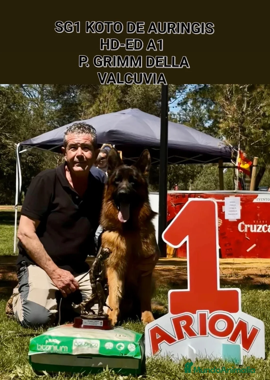 Pastor Alemán perros en venta: Cachorros pastor aleman en Cádiz - Anuncio 6
