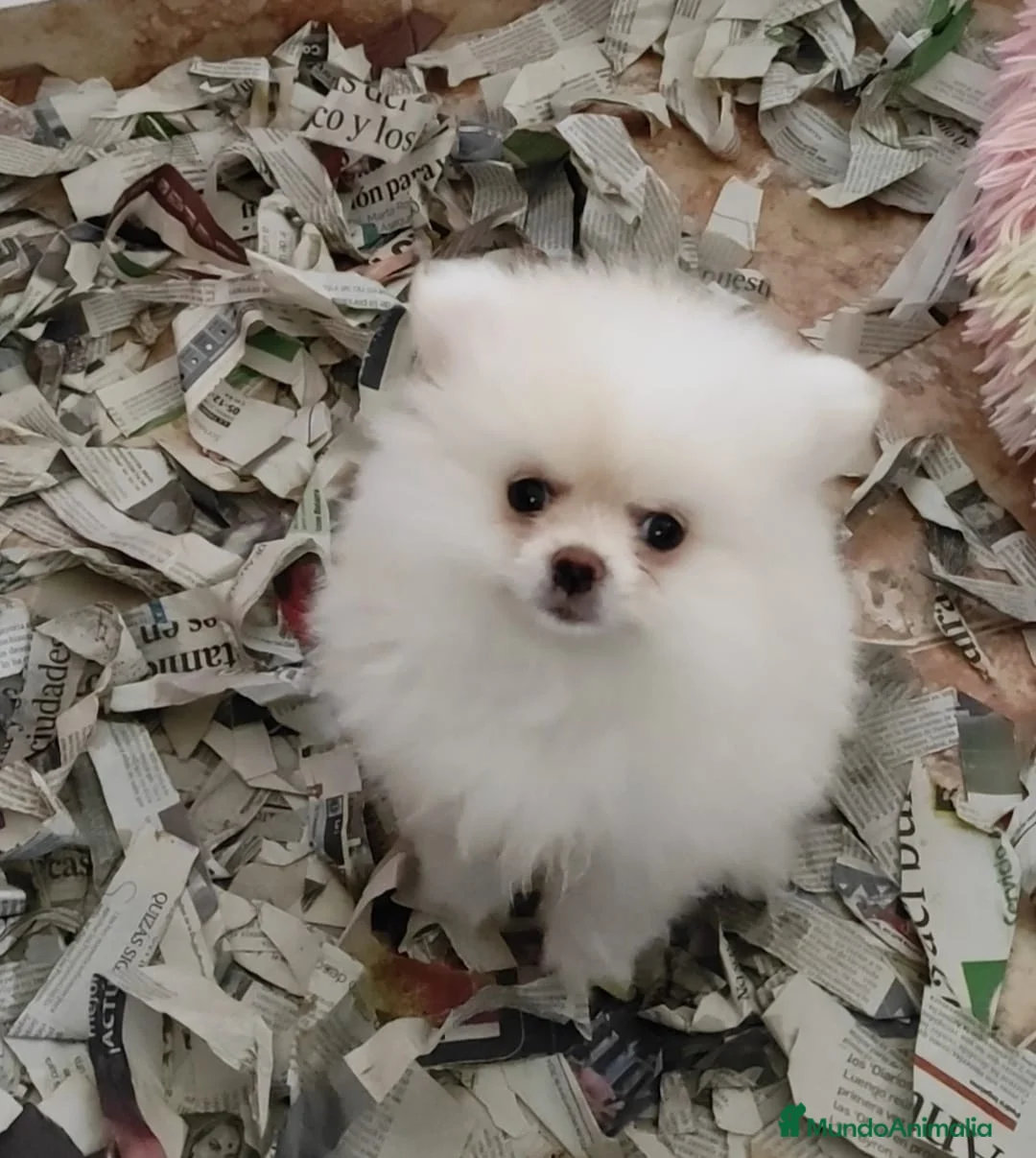 Pomerania perros en venta: Pomerania toy - Anuncio 1
