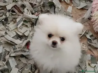 Pomerania perros Pomerania toy - Anuncio 1