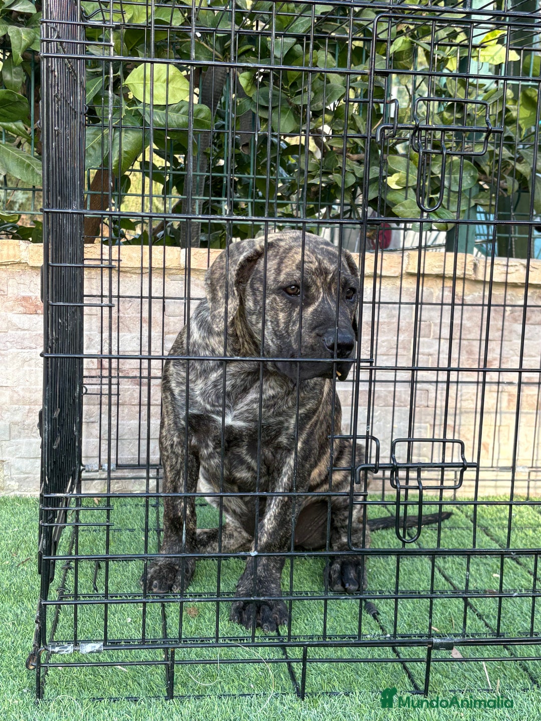 Presa Canario perros en venta: Disponible cachorra de presa canario - Anuncio 6