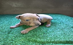 Pequeño Lebrel Italiano perros en venta: Pícolo  - Anuncio 3