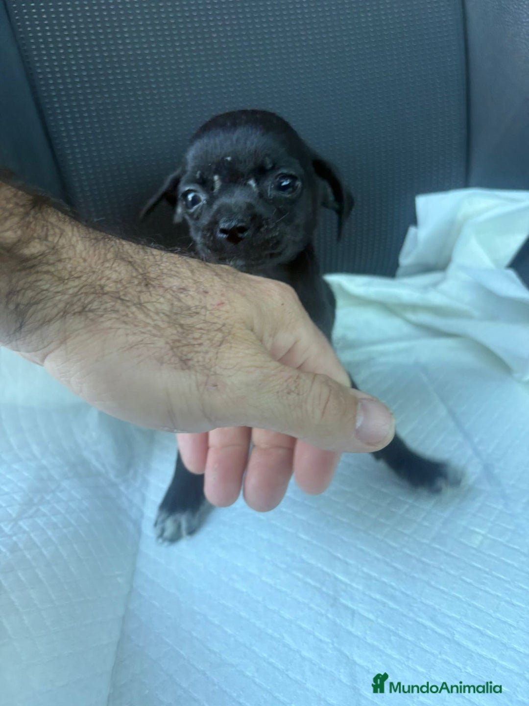 Chihuahua perros en venta: Chihuahua toy  - Anuncio 1