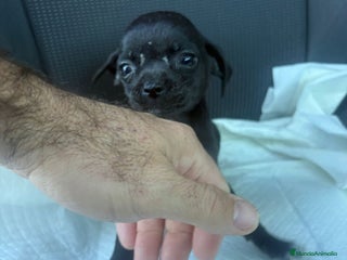 Chihuahua perros Chihuahua toy - Anuncio 1