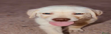 Labrador Retriever 1