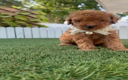 Caniche Toy perros en venta: CANICHE TOY  - Imagen 11