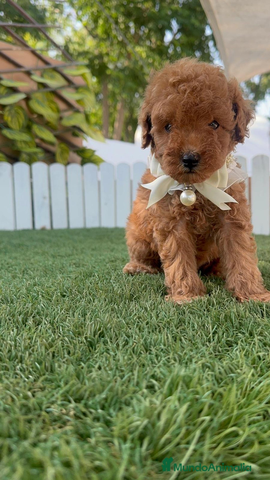 Caniche Toy perros en venta: CANICHE TOY  - Imagen 11