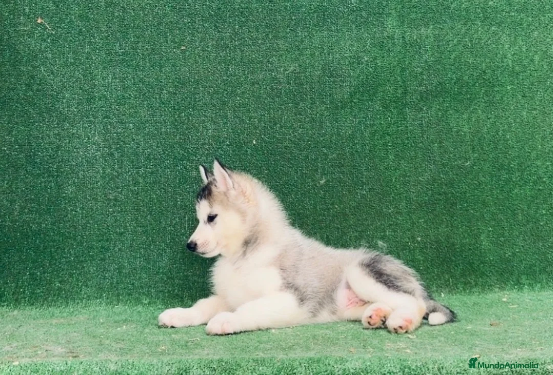 Husky Siberiano perros en venta: Husky siberiano - Anuncio 2