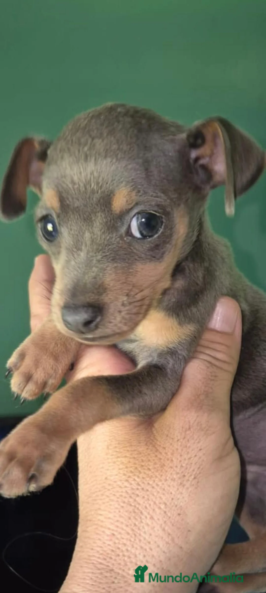 Pinscher Miniatura perros en venta: Increíbles mini pinschers blue - Anuncio 1