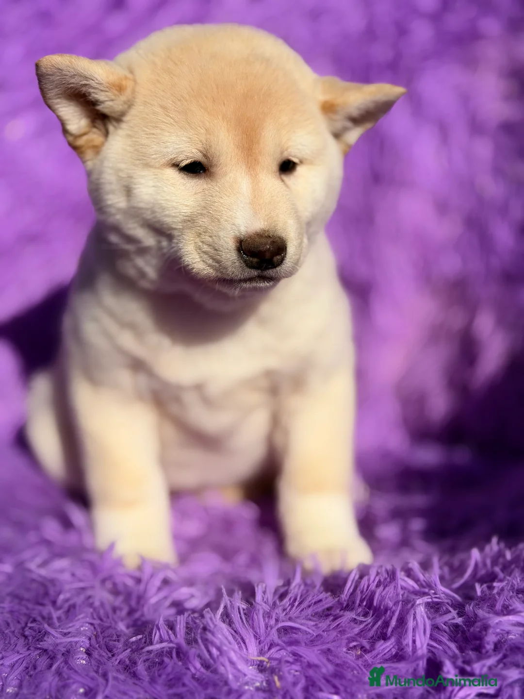 Shiba Inu perros en venta: Shiba Inu Blanca  - Anuncio 2