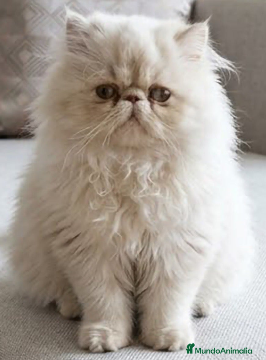 Persa gatos Precioso Macho Persa Blanco 🐱🤍 - Anuncio 2