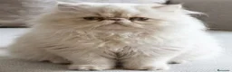 Persa gatos en venta: Precioso Macho Persa Blanco 🐱🤍 - Anuncio 1
