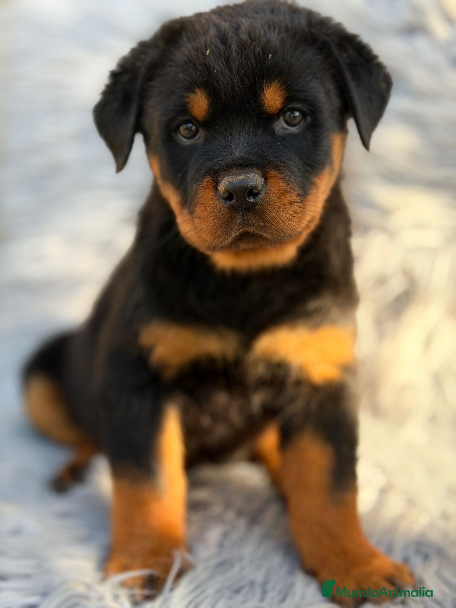 Rottweiler perros ROTTWEILER EXCELENTE LINEA - Anuncio 2