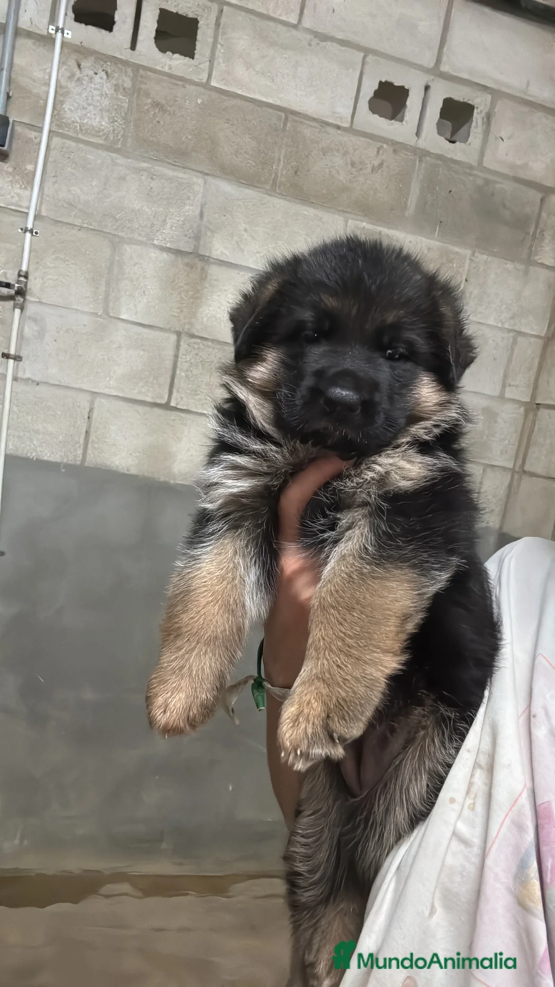 Pastor Alemán perros en venta: CACHORROS DE PASTOR ALEMAN - Anuncio 7