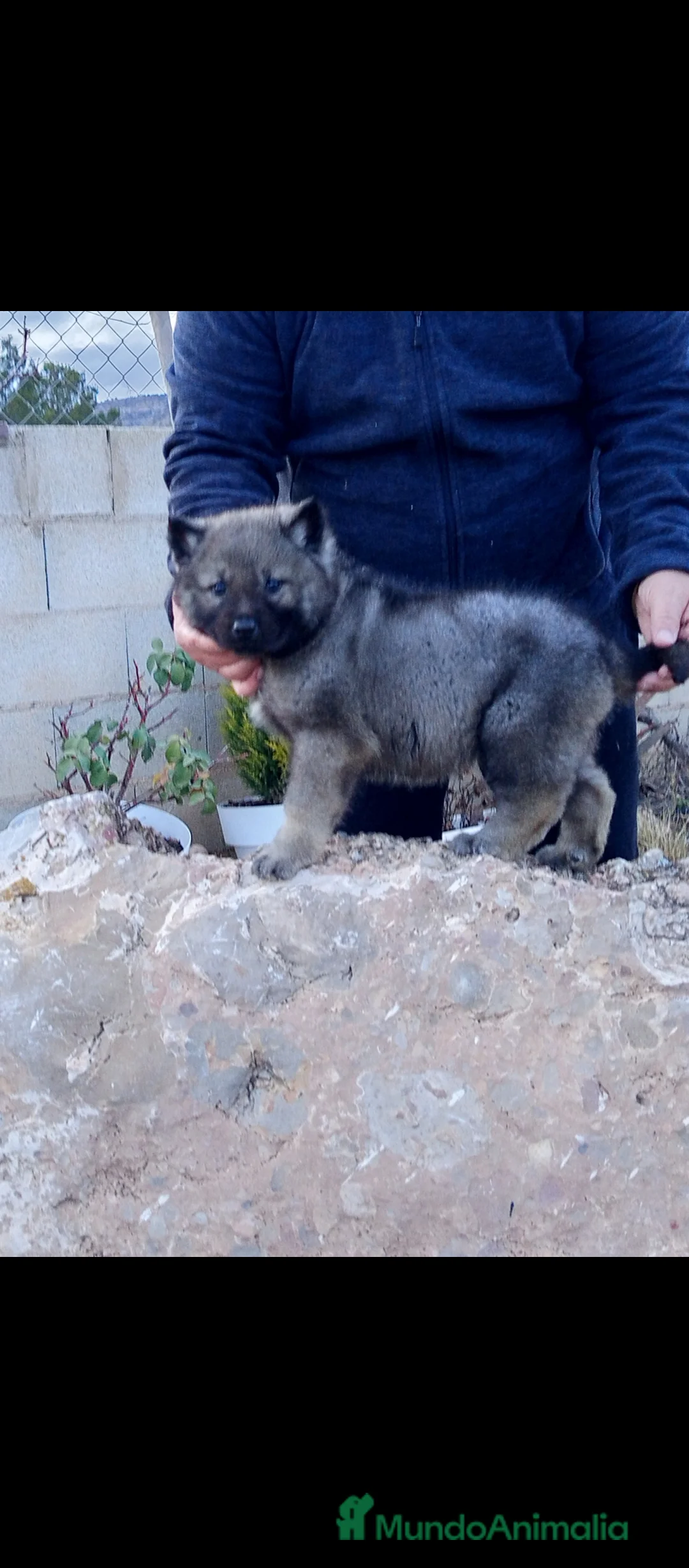 Otras razas perros en venta: Preciosa cachorrita de perro lobo americano  - Anuncio 3