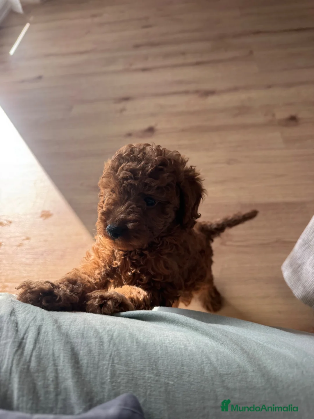 Caniche Toy perros en venta: caniche toy rojo  - Anuncio 2
