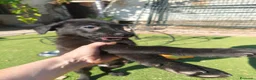 Labrador Retriever perros en venta: LABRADOR - Anuncio 3