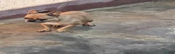 Bulldog Francés perros en venta: Atención criadores  - Anuncio 4