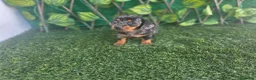 Teckel Miniatura perros en venta: TECKEL MINIATURA & KANNINCHEN ARLEQUINES - Anuncio 2