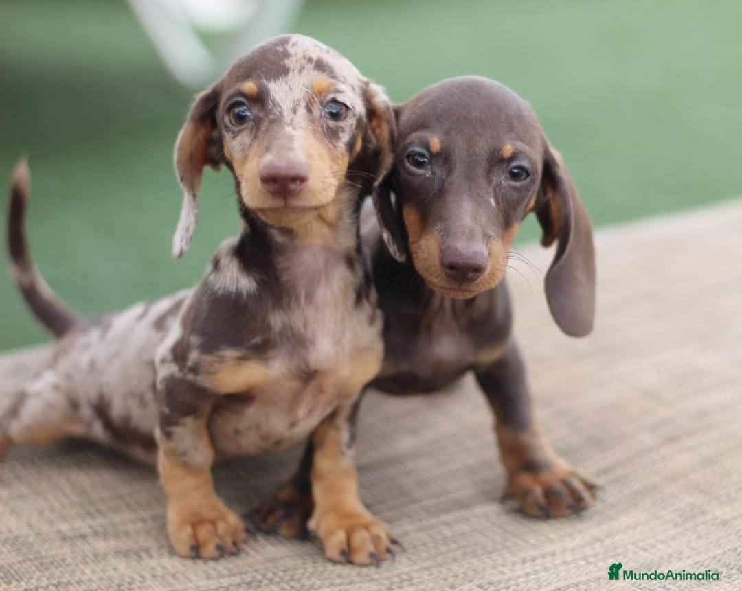 Teckel perros en venta: Macho y Hembra de Teckel  - Imagen 1