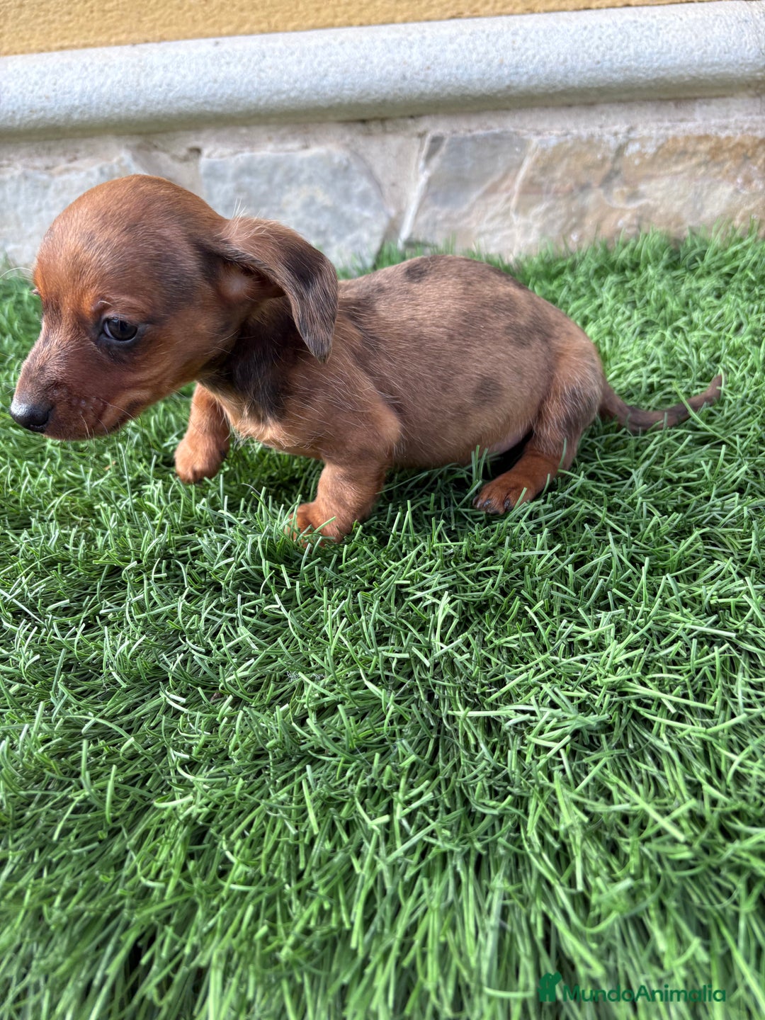 Teckel Miniatura perros en venta: Teckel Kaninchen macho Merle chocolate diluido  - Anuncio 2