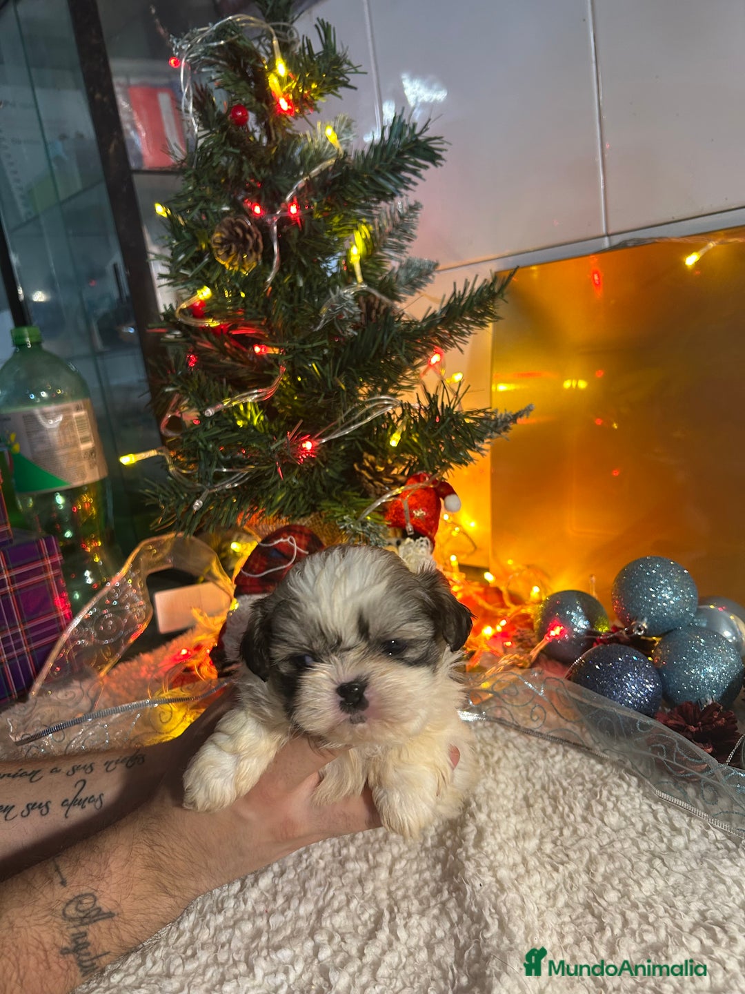 Shih Tzu perros en venta: Shih tzu - Anuncio 6