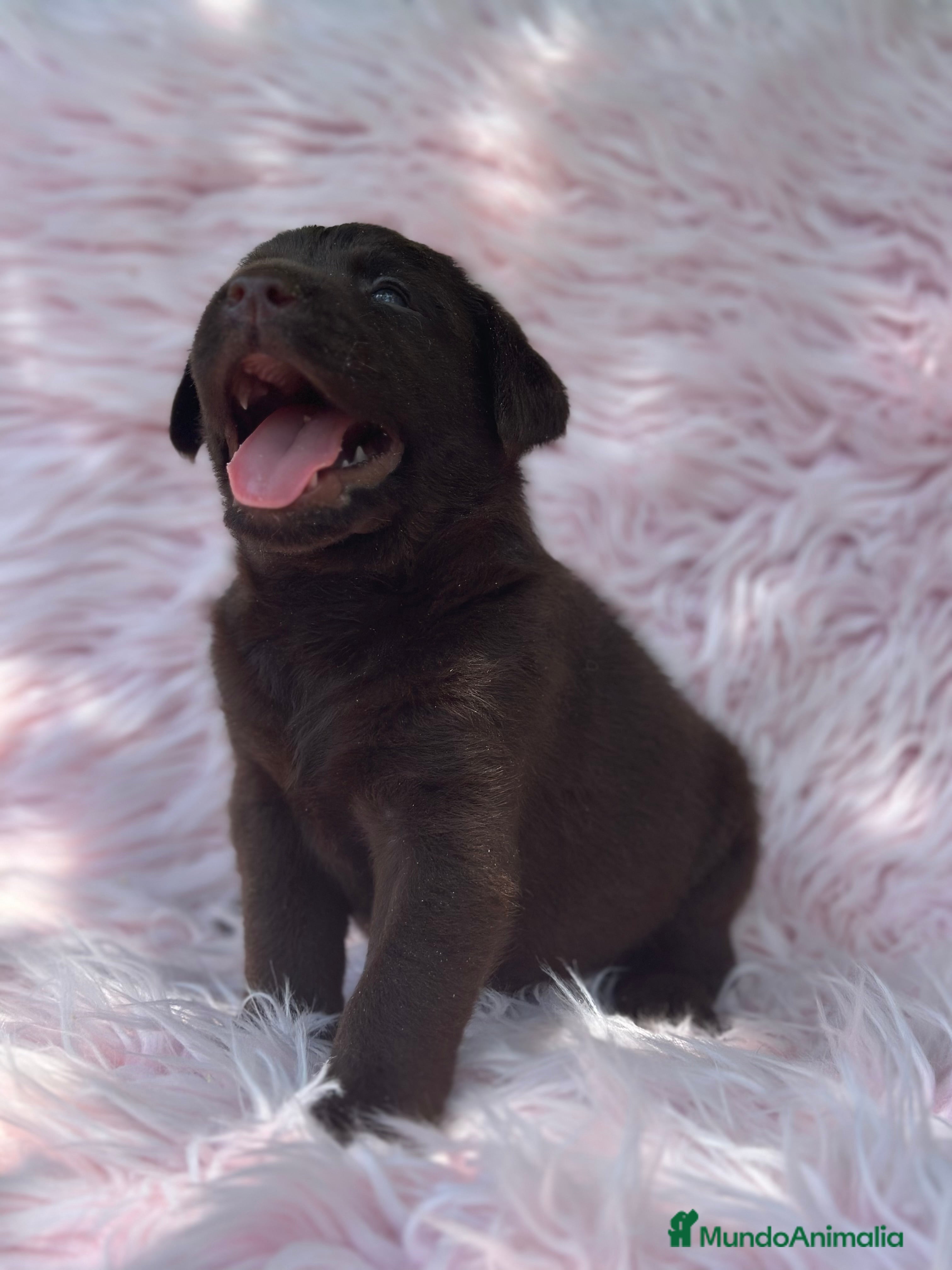 Labrador Retriever perros LABRADOR RETRIEVER CHOCOLATE HEMBRA - Anuncio 2