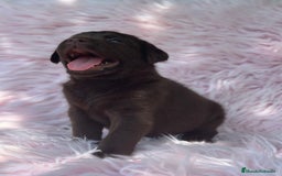 Labrador Retriever perros en venta: LABRADOR RETRIEVER CHOCOLATE HEMBRA - Imagen 2