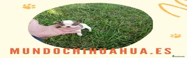 Chihuahua Cachorro 5