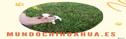 Chihuahua perros en venta: PRECIOSOS CHIHUAHUA RUSO Y ASIÁTICO    - Anuncio 7
