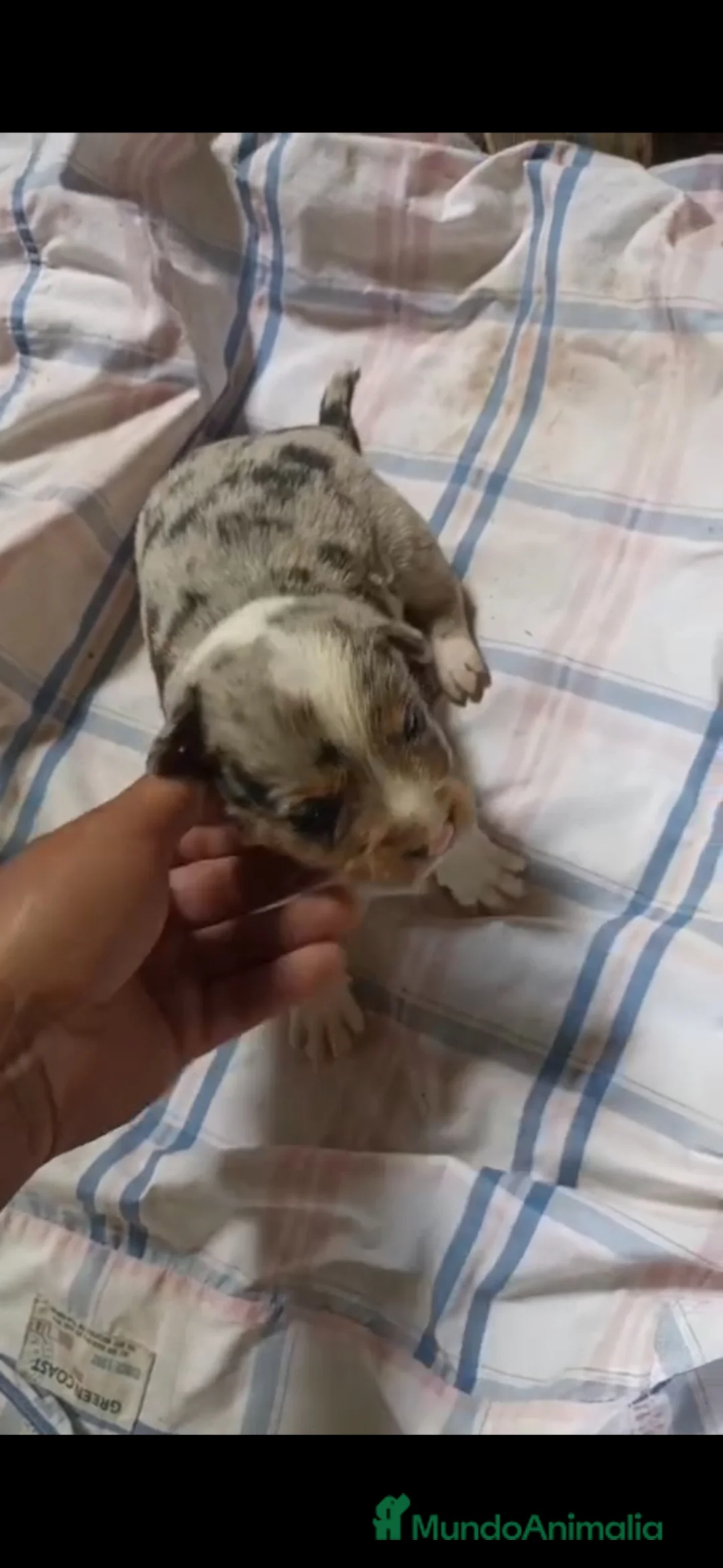 Border Collie perros en venta: Border collie - Anuncio 1