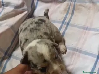 Border Collie perros Border collie - Anuncio 1